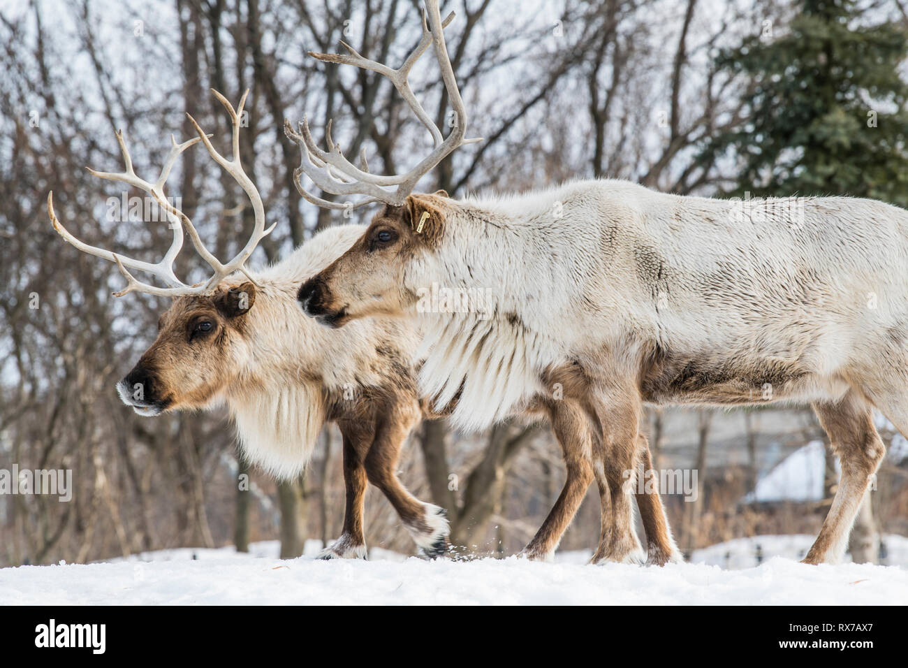 Beweidung woodland Caribou Karibus (Rangifer tarandus) im Winter, Schuß an Ecomuseum, Tierpark in Sainte-Anne-de-Bellevue, Québec, Schuß an Ecomuseum, Tierpark in Sainte-Anne-de-Bellevue, Québec Stockfoto
