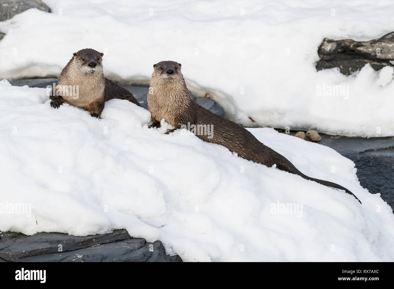 North American River Fischotter (Lontra canadensis) im Winter, Schuß an Ecomuseum, Tierpark in Sainte-Anne-de-Bellevue, Québec, Schuß an Ecomuseum, Tierpark in Sainte-Anne-de-Bellevue, Québec Stockfoto