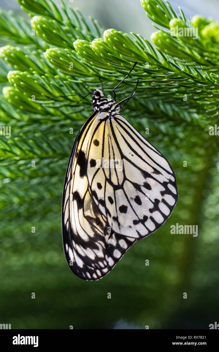 Schmetterling als: Papier Drachen, reispapier oder großer Baum Nymphe (Idea leuconoe) Fütterung auf eine Blume, die Botanischen Gärten von Montreal, Quebec, Kanada Stockfoto