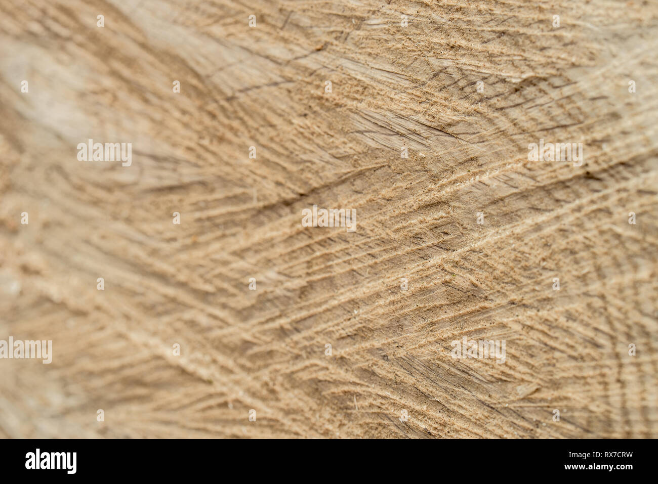Schneiden Baum Holz- hintergrund Textur selektiven Fokus Makro Stockfoto