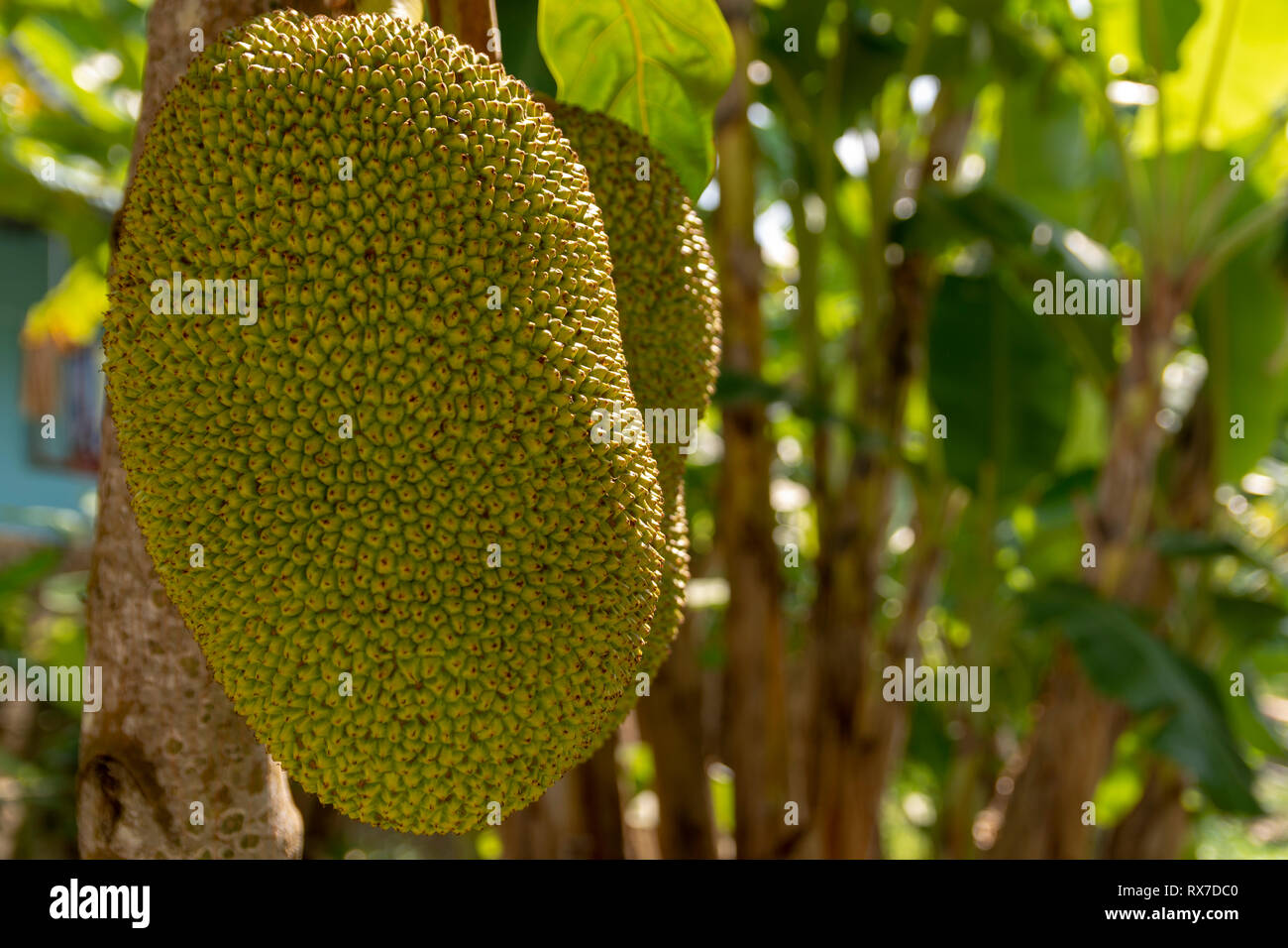 In der Nähe von zwei jackfrüchten in einem Baum, Bild von der Insel Phu Quoc, Vietnam. Stockfoto