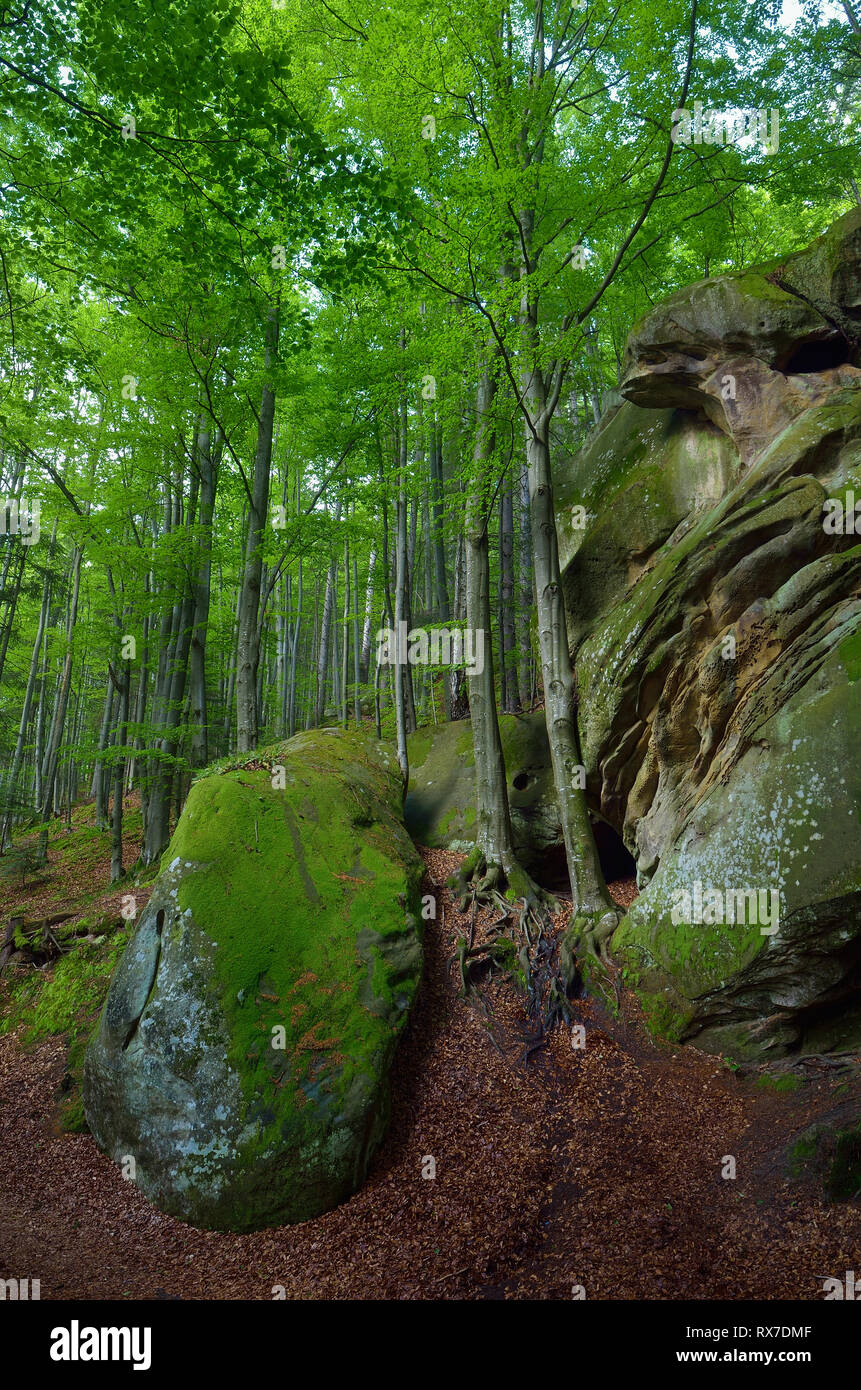 Frühling Landschaft. Schönen fee Wald. Steine mit Moos bedeckt. Stockfoto