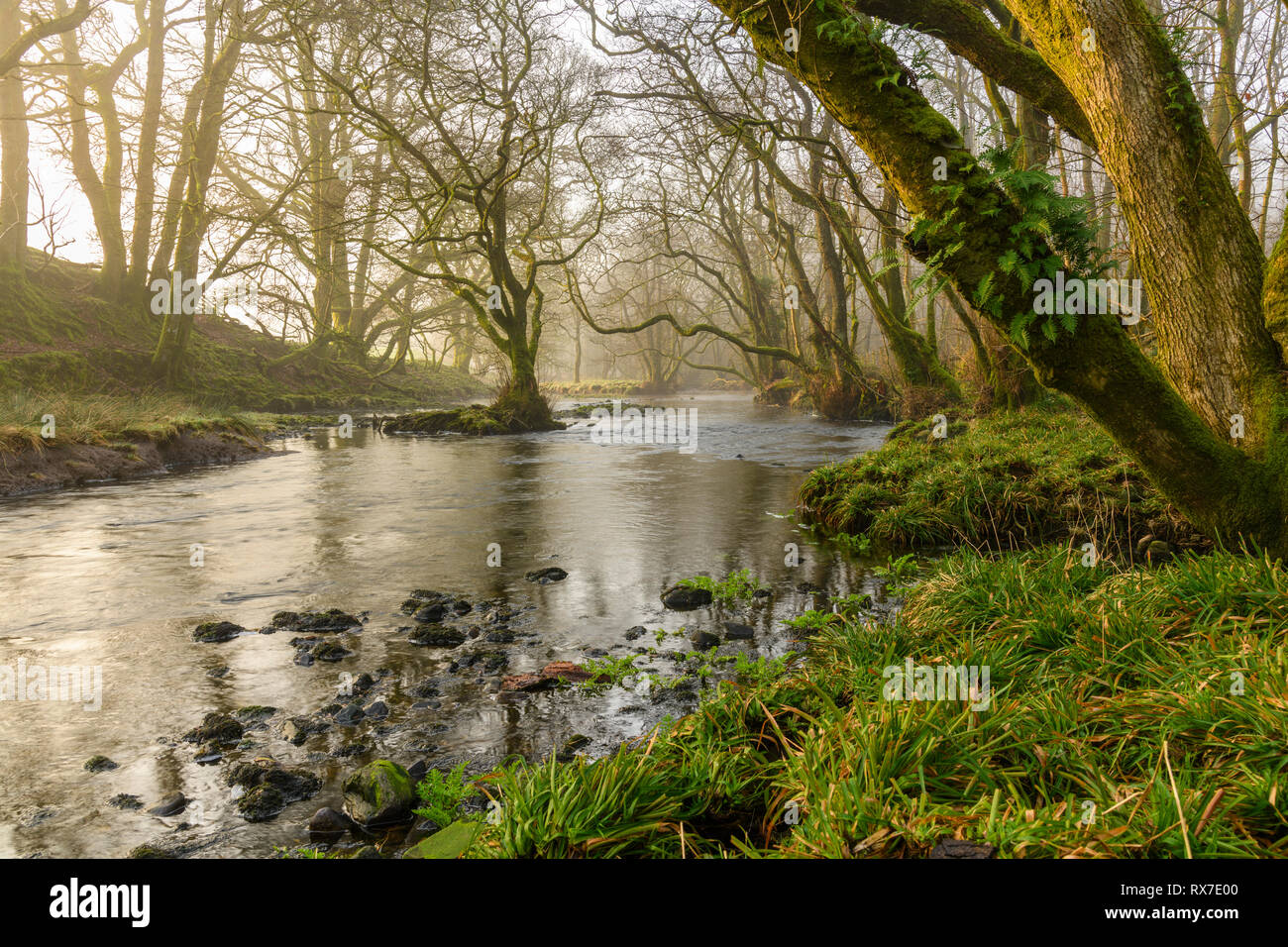 Misty Morning auf der wenig Wasser der Flotte Fluss, Dumfries and Galloway, Schottland Stockfoto