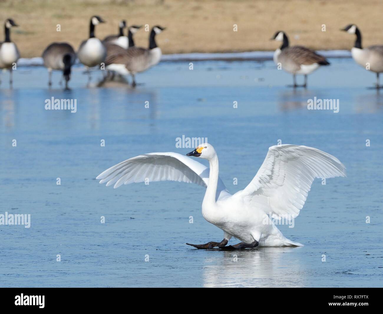 Bewick's Swan (Cygnus columbiana bewickii) gleiten auf Eis nach der Landung auf einem gefrorenen Marschland Pool in der Nähe von Kanadagänse (Branta canadensis), UK. Stockfoto