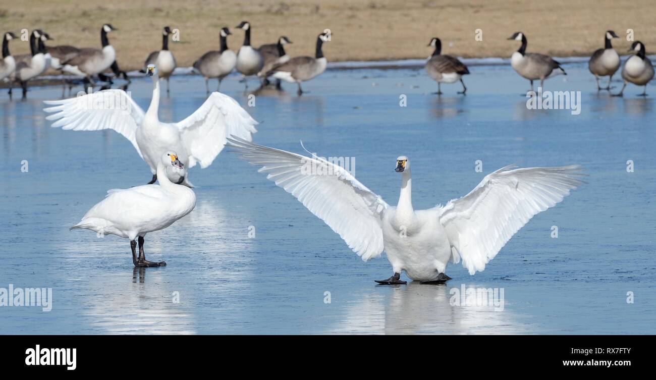 Zwei Zwergschwäne (Cygnus columbiana bewickii) gleiten auf Eis nach der Landung auf einem gefrorenen Marschland Pool in der Nähe von Kanadagänse (Branta canadensis), UK. Stockfoto