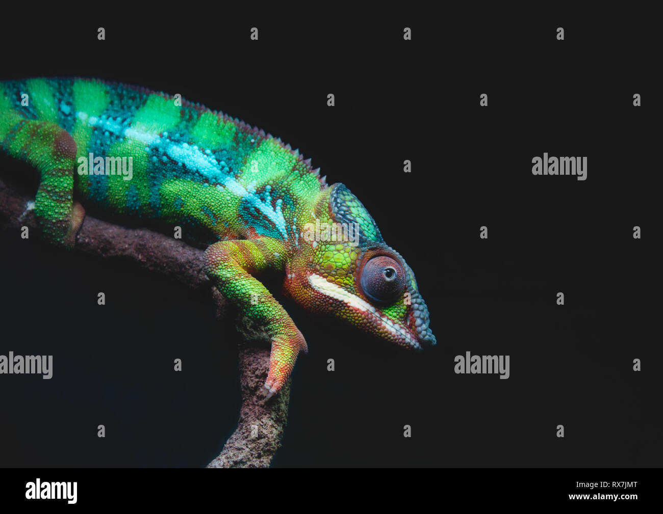 Nahaufnahme Porträt einer bunten Panther chameleon (Furcifer pardalis) ruht auf einem Ast gegen einen dunklen Hintergrund Stockfoto
