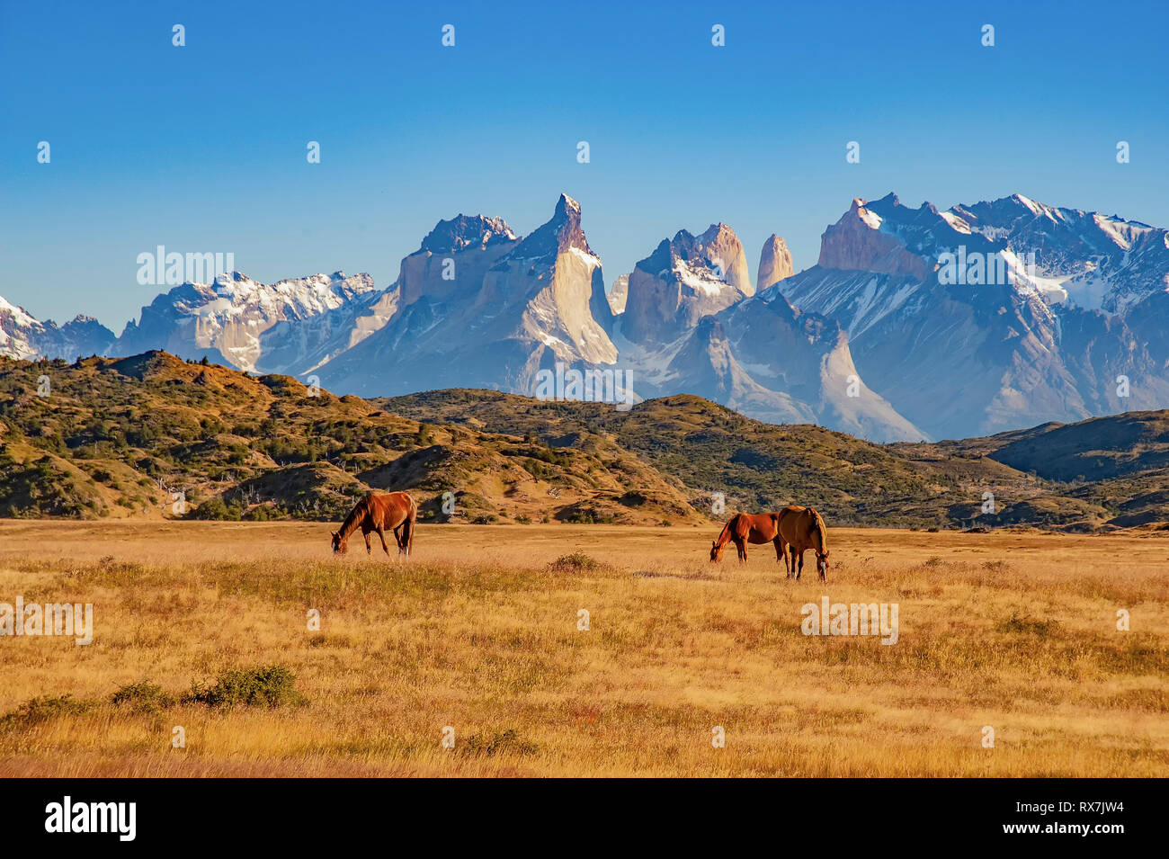 TORRES del Paine, Chile. weidende Pferde vor der prachtvollen Bergwelt Stockfoto