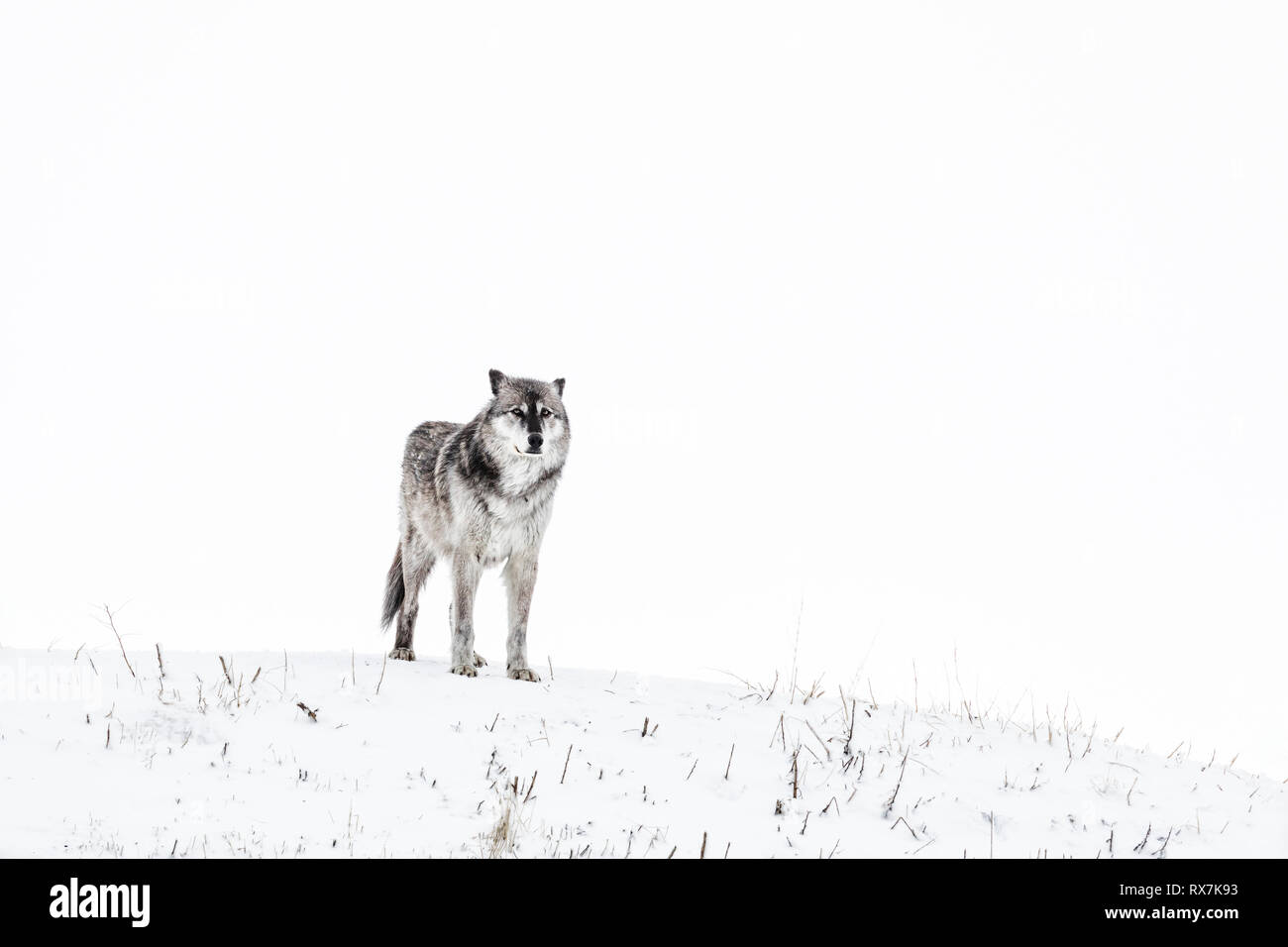 Grauer Wolf oder Timber Wolf, Canis lupis, Manitoba, Kanada. Stockfoto