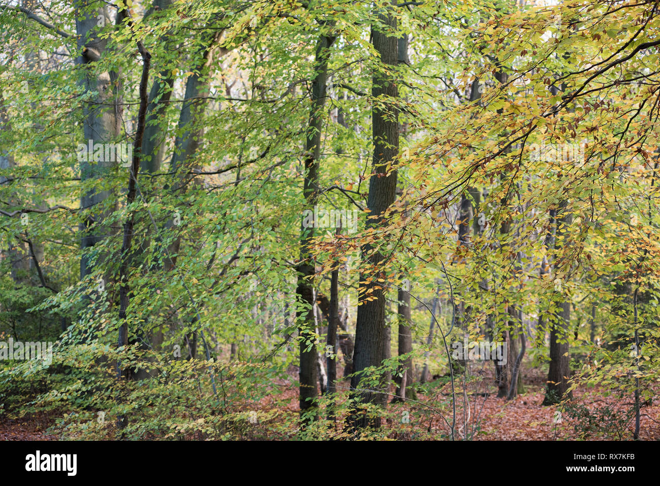 Herbst Wald, Bäume, Kent, Großbritannien, bunte Blätter Stockfoto
