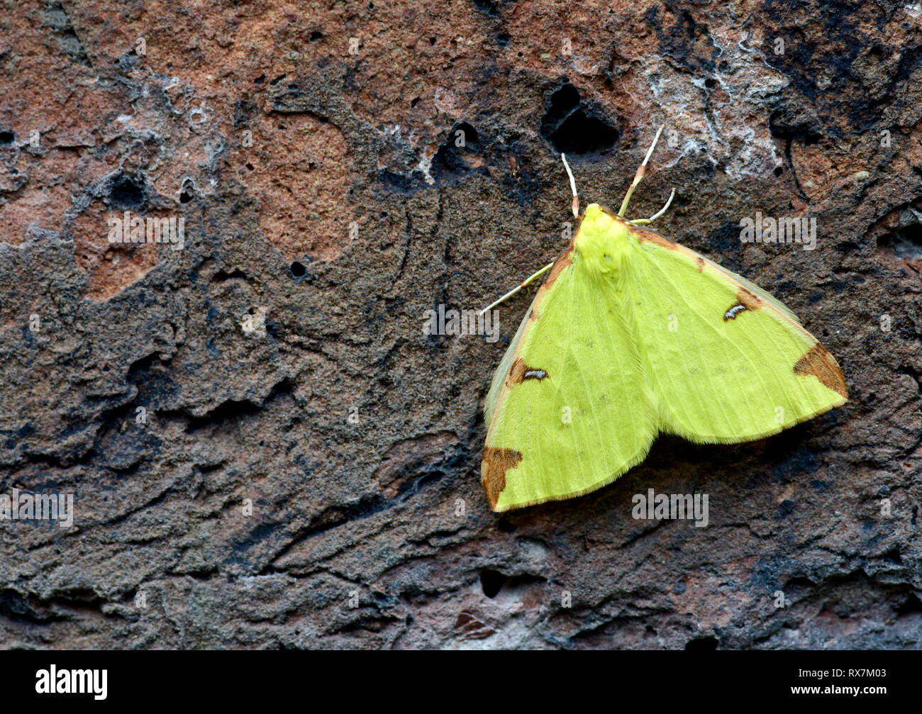 Opisthograptis luteolata Schwefel Motte, Kent GROSSBRITANNIEN, Erwachsener, gelbe Farbe, im Garten Stockfoto