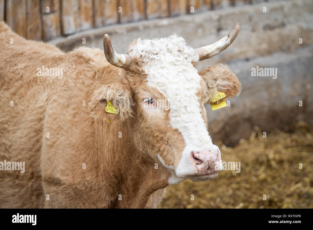 Freier Bereich Rinder in die mutterkuhhaltung Tierhaltung Stockfoto