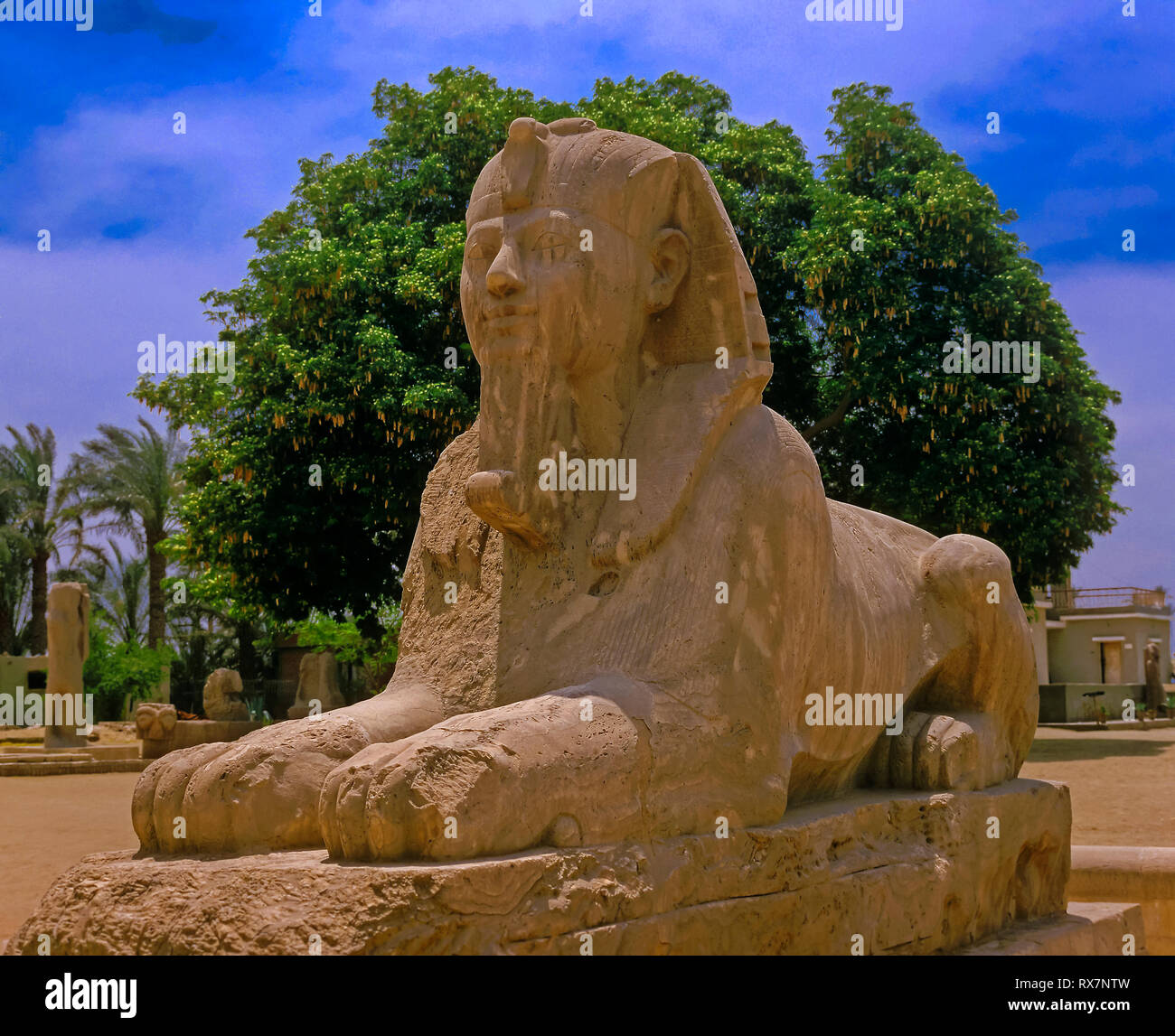 Die riesigen Alabaster Sphinx (zwischen 1700 und 1400 v. Chr.). Ruinen von Memphis. Ägypten. Afrika Stockfoto