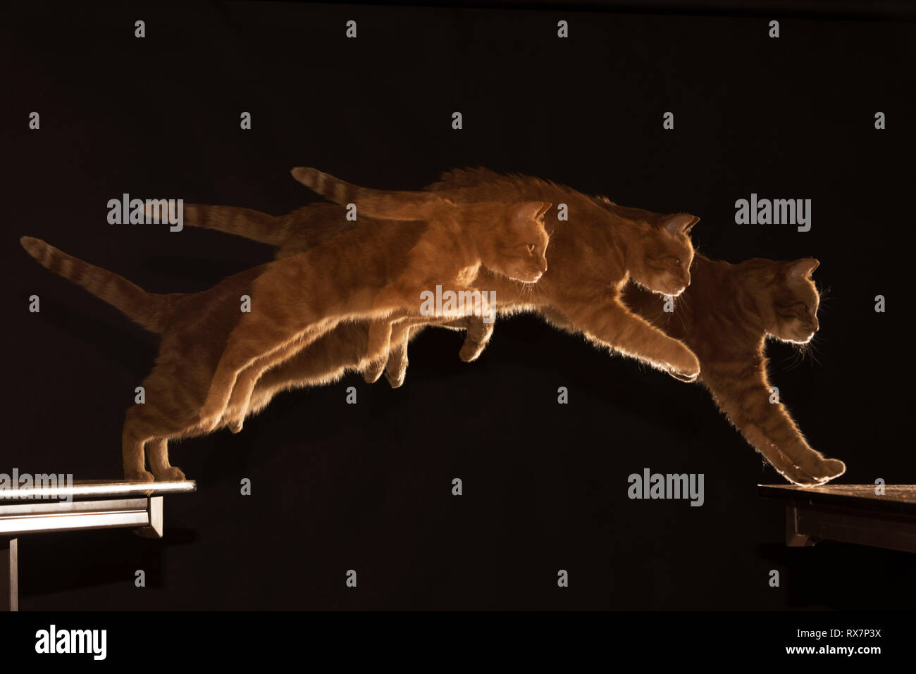 Katze mehrere Schüsse Ginger Cat (Ronnie), High Speed Flash, Studio, Kent Großbritannien Springen Stockfoto