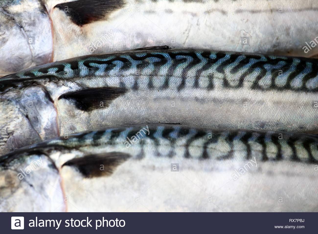 Makrele am Pier in Kenmare, County Kerry als der Fischwirtschaft Sorgen über das Ergebnis der Brexit. Stockfoto