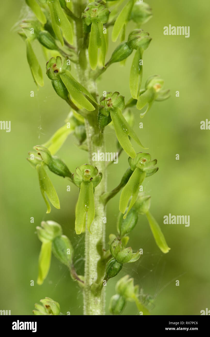 Common Twayblade, Neottia ovata, Monkton Naturschutzgebiet, Kent GROSSBRITANNIEN Stockfoto