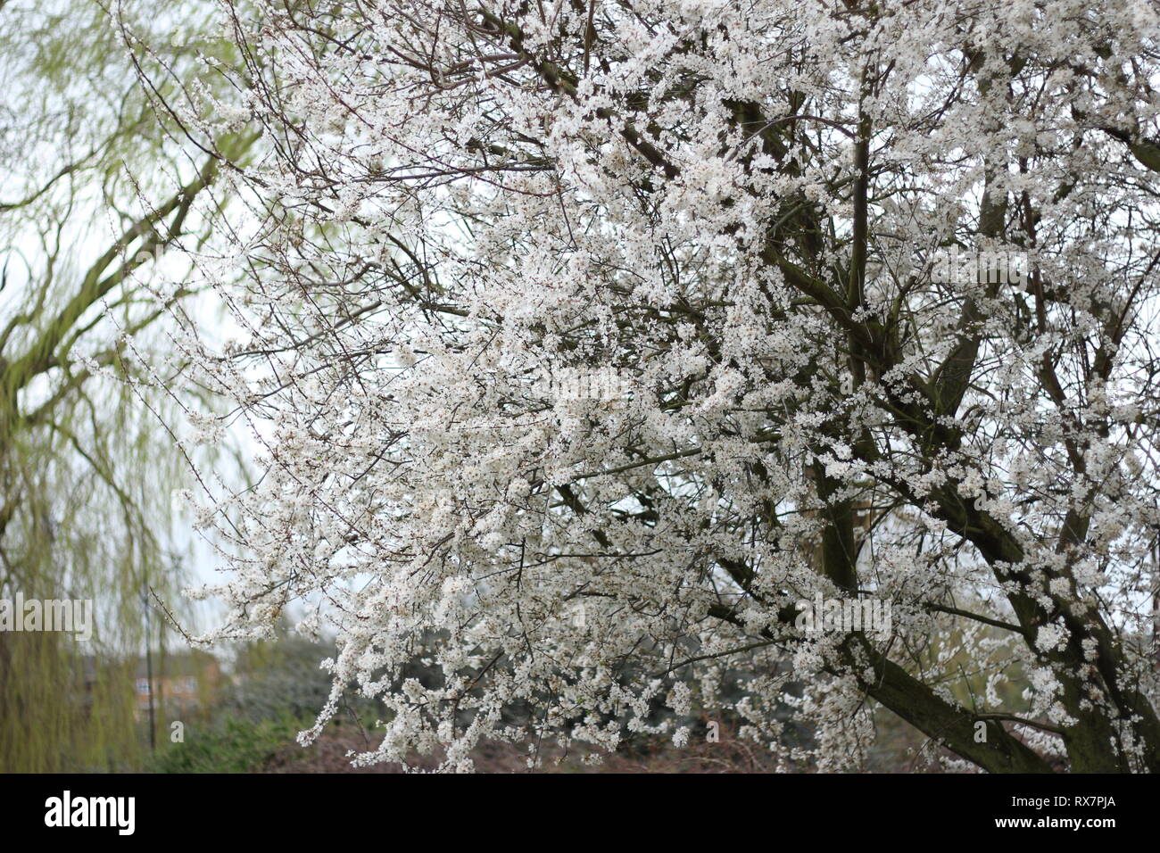 Spring Blossom und Willow Tree Stockfoto