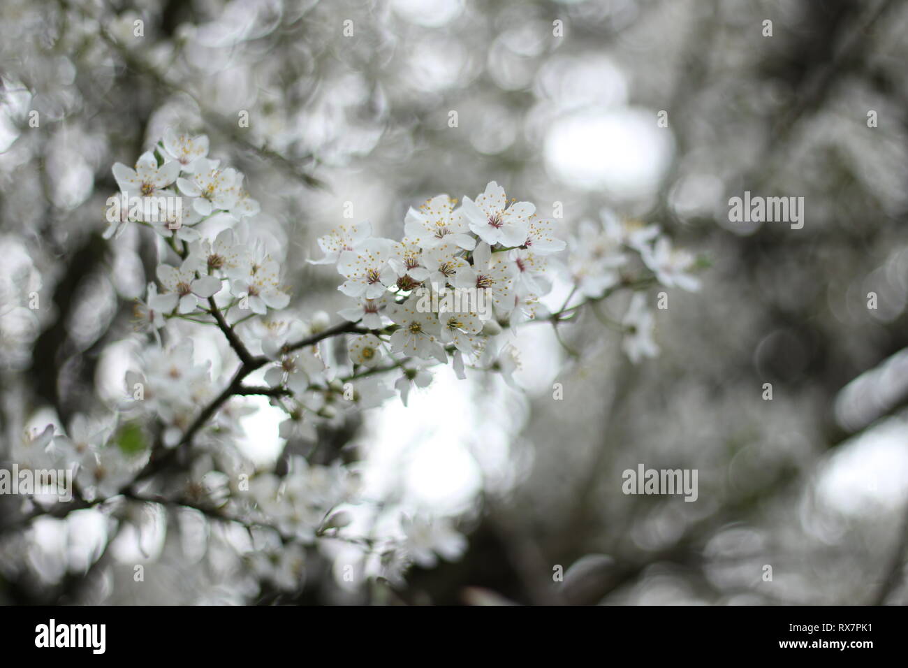 Schlehe, Prunus spinosa Stockfoto