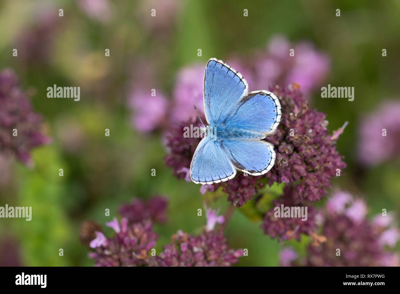 Adonis Blue Butterfly, Polyommatus bellargus, Tempel Ewell, Kent Wildlife Trust, GB, Flügel geöffnet und zeigt die Farbe blau Stockfoto