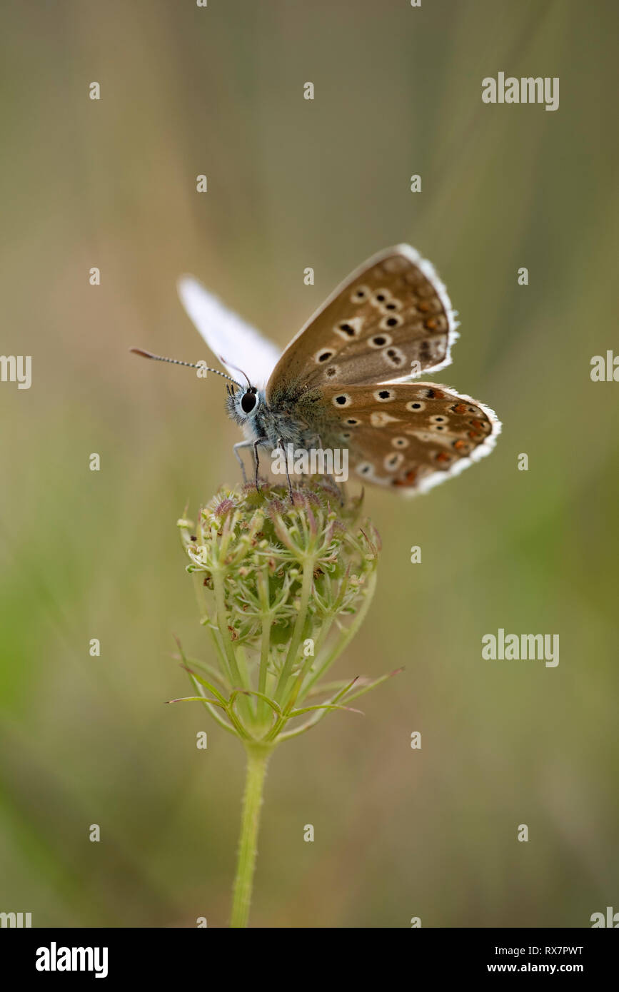 Adonis Blue Butterfly, Polyommatus bellargus, Tempel Ewell, Kent Wildlife Trust, GB, Flügel geöffnet und zeigt die Unterseite der Flügel Stockfoto