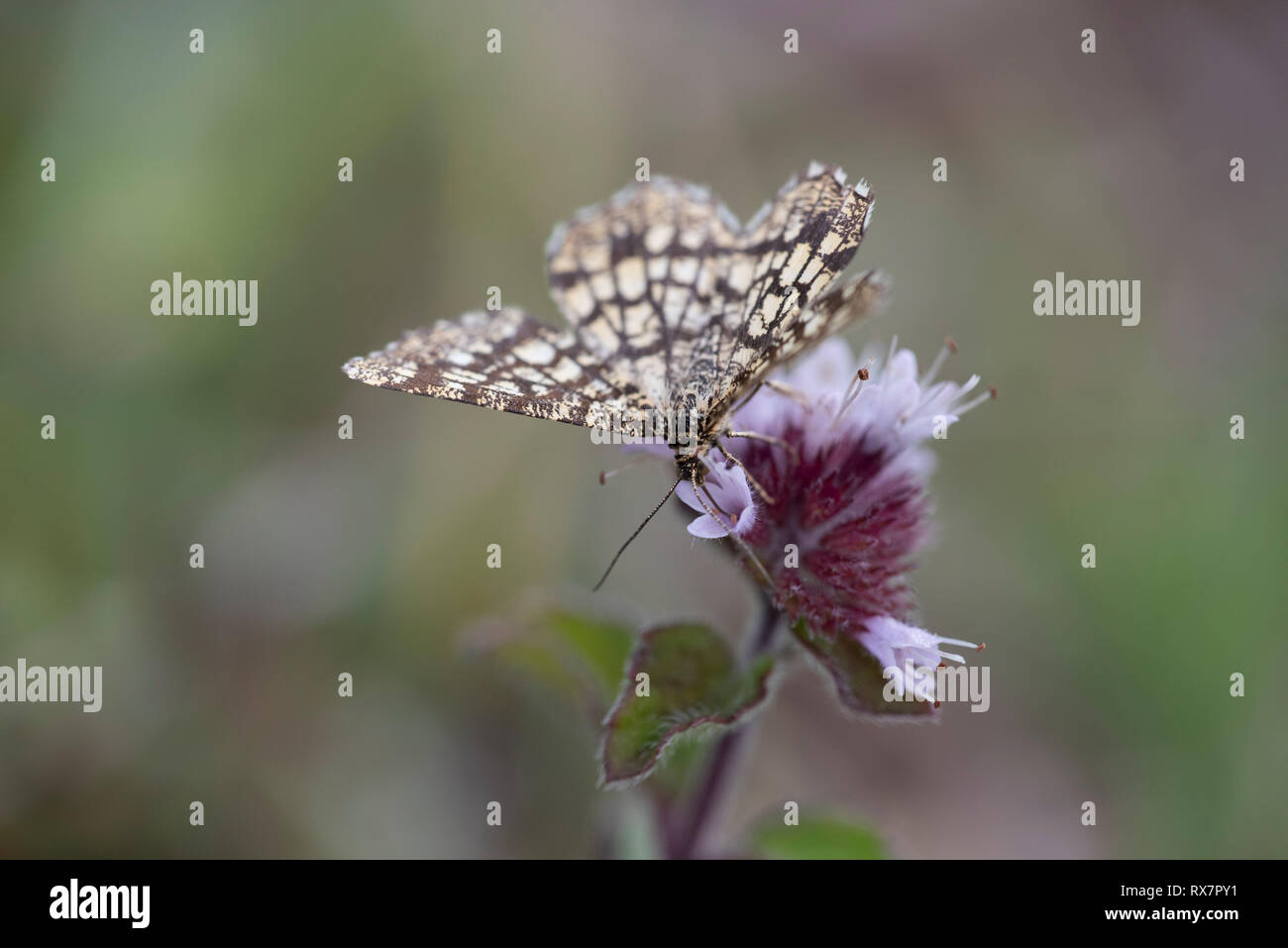 Gitterartige Heide Chiasmia clathrata, Motte, Monkton Naturschutzgebiet, Kent GROSSBRITANNIEN, Fütterung auf Blume Stockfoto