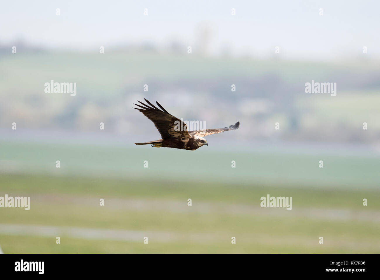 Rohrweihe, Circus aeruginosus, im Flug, Elmely Naturschutzgebiet, Kent GROSSBRITANNIEN Stockfoto