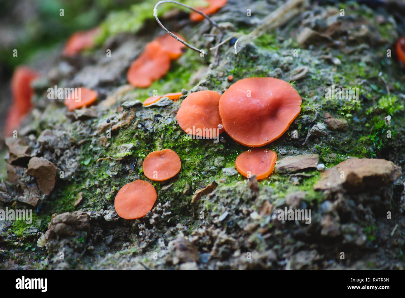 Orange Peel Pilz (Aleuria aurantia) wächst Moos auf Steinen in einem Wald Stockfoto