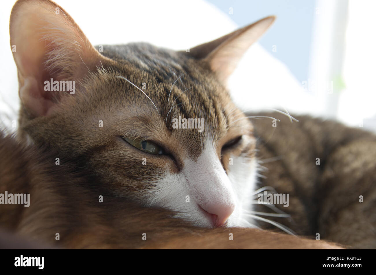 Schläfrige Katze Stockfoto