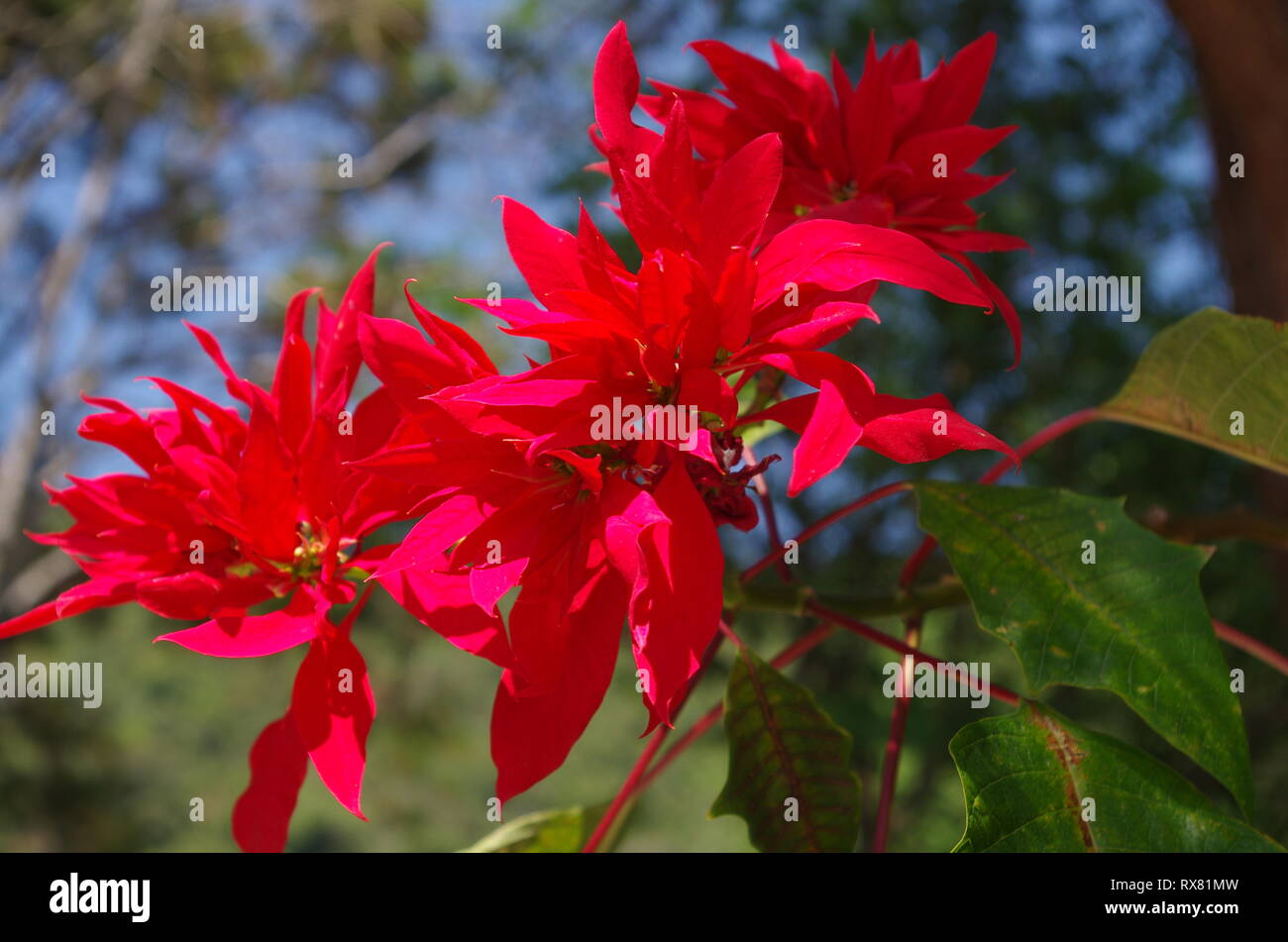 Poinsettia tree -Fotos und -Bildmaterial in hoher Auflösung – Alamy
