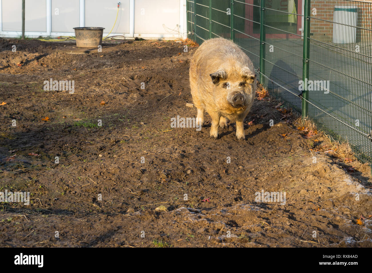 Das wollige Sheep-Pig stehend in einem schlammigen Käfig in der Sonne Stockfoto