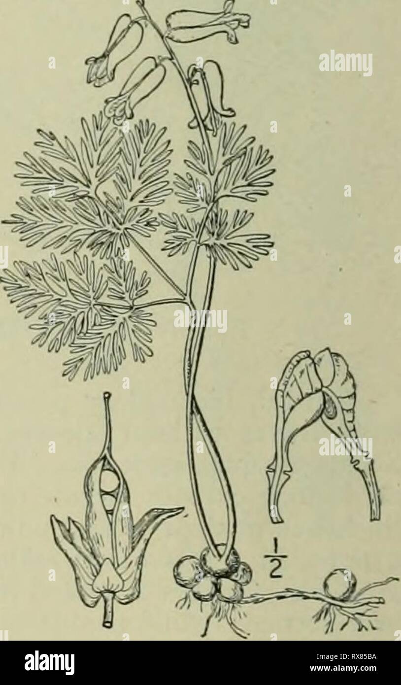 Eine Illustrierte Flora der Eine Illustrierte Flora von der nördlichen USA, Kanada und die britischen Besitzungen: von Neufundland zu den Parallelen der südlichen Grenze von Virginia und vom Atlantik westwärts nach dem 102 Meridian ed2illustratedflo 02 brit Jahr: 1913^^ 2. Bicuculla canadensis (Goldie) Millsp. Eichhörnchen oder Türkei Mais. Abb. 1986. Corydalis canadensis Goldie, Edinb. Phil. Journ. 6: 329. 1822 Diclytra canadensis DC. Prodr. i: 126. 1824. Campanula pyramidalis canadensis Walp. Rep. i: 118. 1842. B, Folkestone Millsp. Bull. West Virginia. Landw. Exp. Sta. 2: 327. 1892. Kahl, die Ro Stockfoto