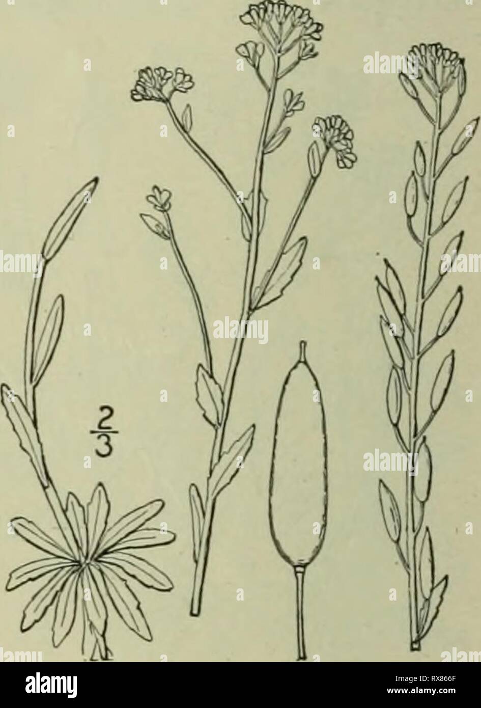 Eine Illustrierte Flora der Eine Illustrierte Flora von der nördlichen USA, Kanada und die britischen Besitzungen: von Neufundland zu den Parallelen der südlichen Grenze von Virginia und vom Atlantik westwärts nach dem 102 Meridian ed2illustratedflo 02 brit Jahr: 1913 CRUCIFERAE. Vol. II. Ii. Cardamine officinalis L. Holz Whitlow - Gras. Abb. 2007. Cardamine officinalis L. Sp. PI. 643. 1753. Winter - Jährliche, Lose stellate - Pubertierende, 6-12 'high, Verzweigung unten, grünen, der blütenstand. Blätter länglich-eiförmig, oder Lanzettlich, stumpf, Stiellose, gyrus, die unteren io'-i 2' lang, s' -?' breit, die Uppe Stockfoto