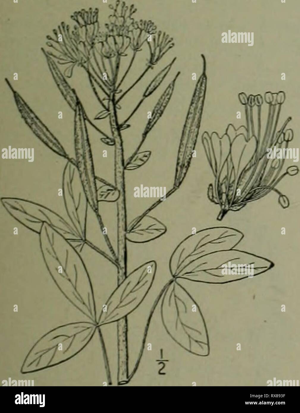 Eine Illustrierte Flora der Eine Illustrierte Flora von der nördlichen USA, Kanada und die britischen Besitzungen: von Neufundland zu den Parallelen der südlichen Grenze von Virginia und vom Atlantik westwärts nach dem 102 Meridian ed2illustratedflo 02 brit Jahr: 1913 Gattung 4. Kapern 1 - AMILV. 199 4. POLANISIA Raf. Journ. Phys. 89:98. 1819. Jährliche Verzweigung Kräuter, vor allem drüsenzellen - pubertierende und Ausatmen ein starker unangenehmer Geruch, mit weißlich bis gelbliche Blüten, und palmately Compound oder selten einfache Blätter. Kelchblätter 4, lanzettlich, Laubbäume. Blütenblätter schlanke oder eingezogen. Buchse Stockfoto