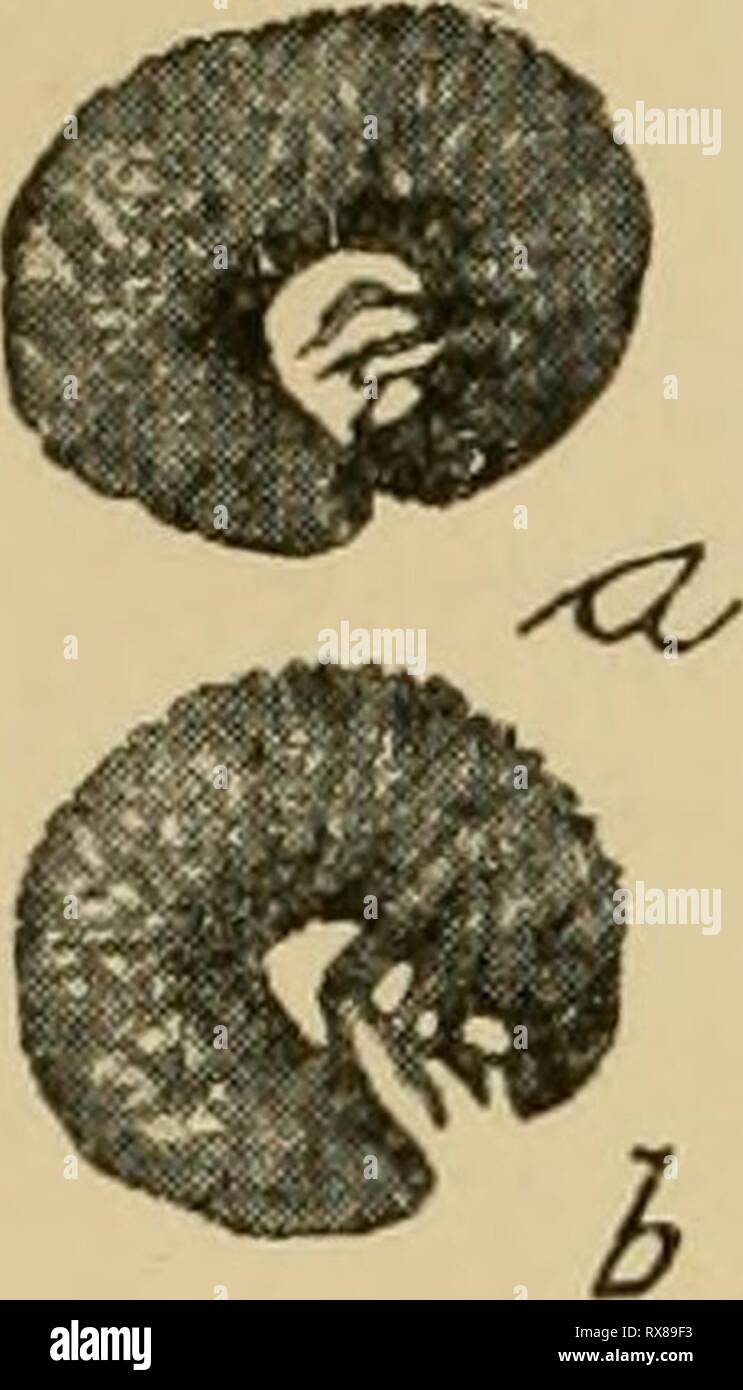 Ökonomische Entomologie für den Landwirt wirtschaftliche Entomologie für den Landwirt und der Obstbauer, und für die Verwendung als Text-Buch in der landwirtschaftlichen Schulen und Hochschulen; economicentomol 00 smit Jahr: 1906 202 eine ökonomische Entomologie. Wird als wirksam erweisen, da sie nicht viel nach neun Uhr fliegen, außer auf ungewöhnlich warmen und schwülen Nächten. Frequentl) - Wir iind auf Traube und Virginia - Kriechgang, im Hochsommer, ein kleiner Käfer witii Lehm - Gelb, eher scheint, und gekerbte Flügel - deckt, der Fütterung auf die Blätter. Dies ist die Anomala lucicola, die auch zu einem schwarz glänzenden variiert. Es ist gelegentlich nimierous Enou Stockfoto