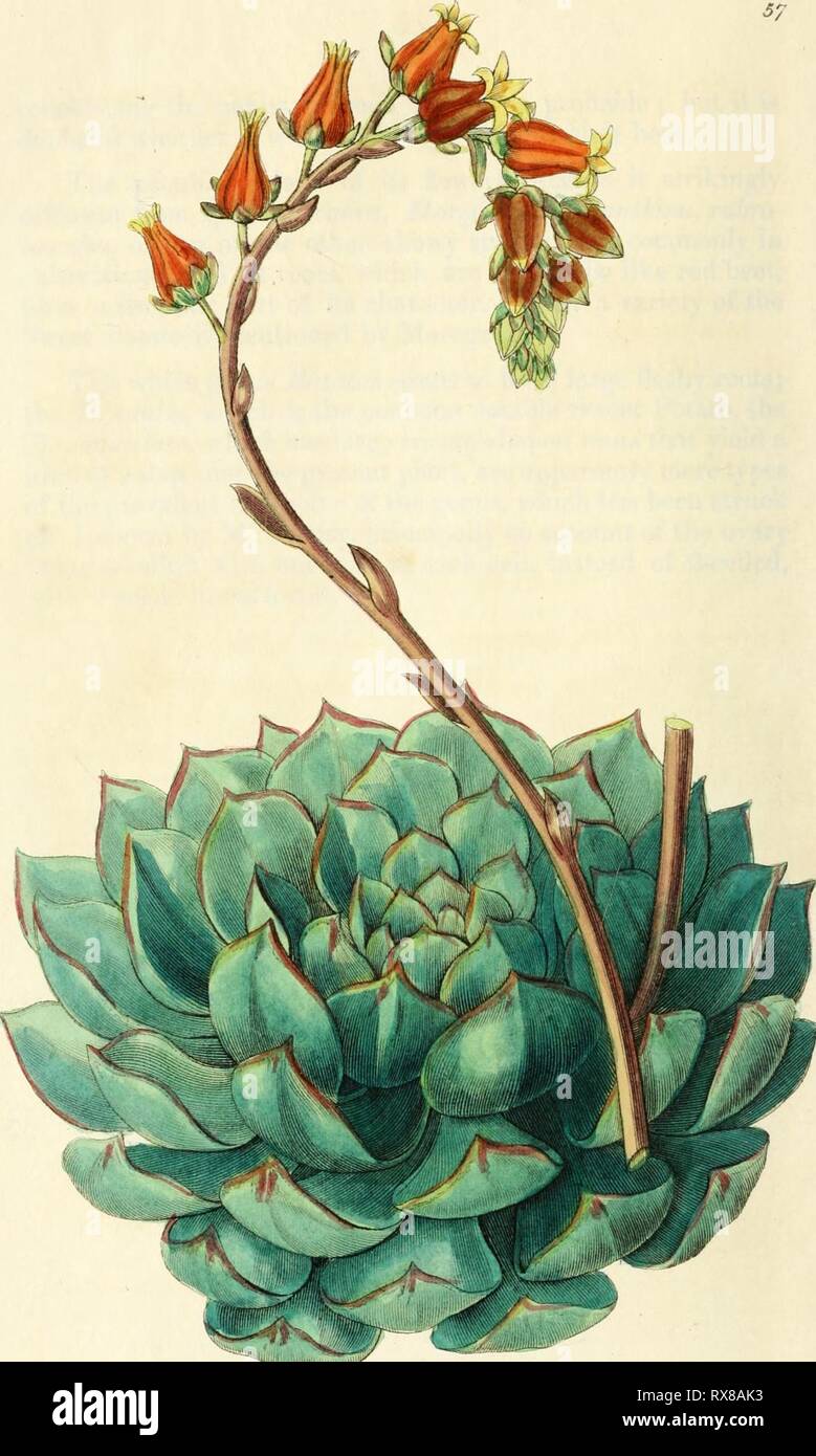 Edwards' botanische registrieren, oder Zierpflanzen Edwards' botanische registrieren, oder, ornamentalen Blumen - Garten und Gebüsch.. edwardsbotanical 26 edwa Jahr: 1829-1847 J'Ojc S/jicutt, ^C4-J. ^^^ -. ly! f.y: 7 "ufi, ein 'jj^ cC7, e^(i Stockfoto