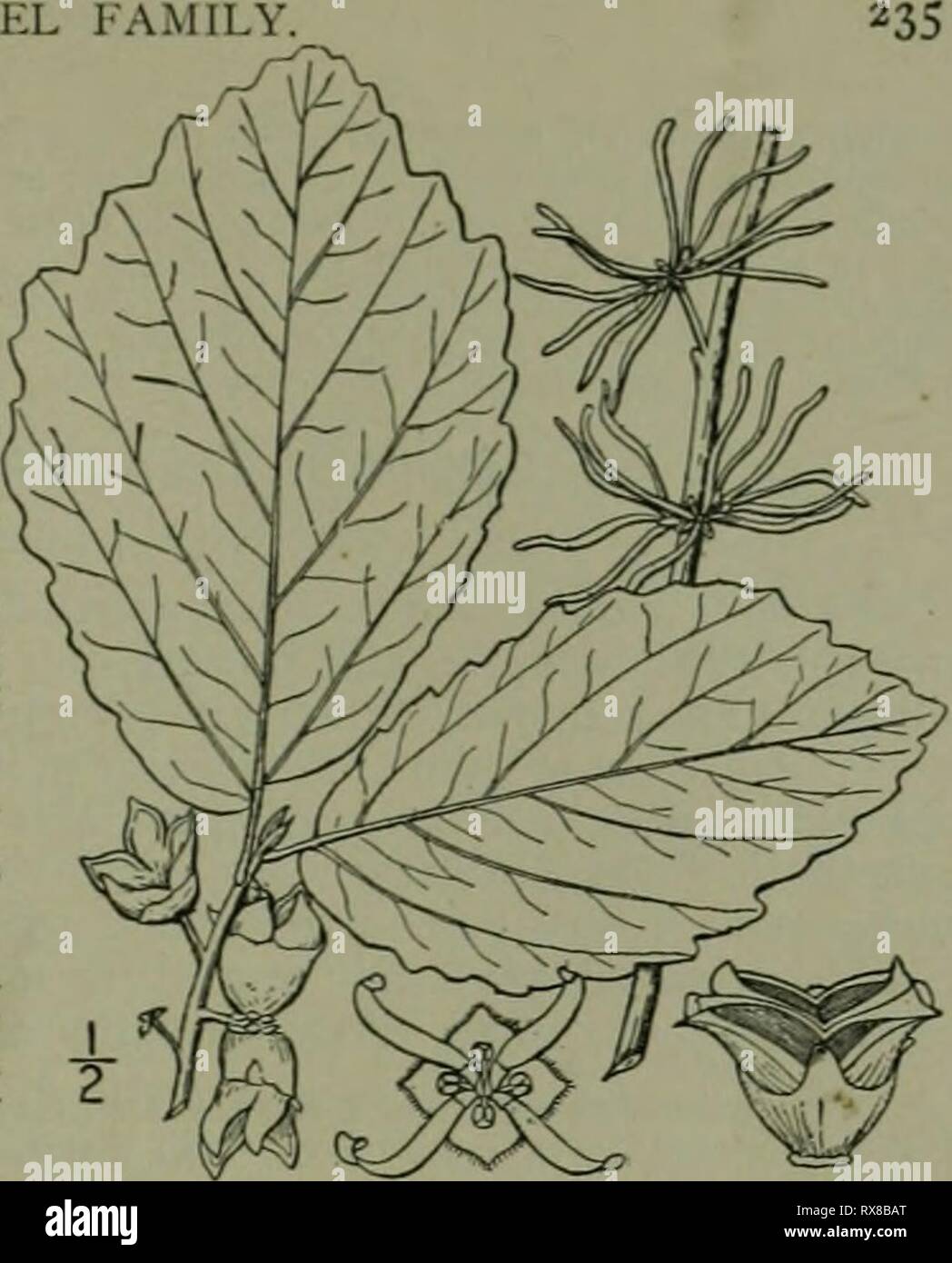 Eine Illustrierte Flora der Eine Illustrierte Flora von der nördlichen USA, Kanada und die britischen Besitzungen: von Neufundland zu den Parallelen der südlichen Grenze von Virginia und vom Atlantik westwärts nach dem 102 Meridian ed2illustratedflo 02 brit Jahr: 1913 Gattung HEXE - HAZEL FAMILIE. I. Hamamelis virginiana L. Hexe - HazeL Abb. 2195. Hamamelis virginiana L Sp. PI. 124. 1753. Ein Strauch, oder selten einen kleinen Baum mit max-imum Höhe ca. 25°, die Zweige leicht scurfy oder kahl. Blätter kurz- petioled, verkehrt eiförmig oder breit oval, stumpf oder am Apex hingewiesen, etwas Stockfoto