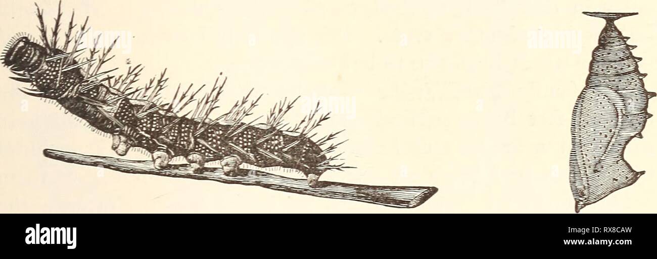 Ökonomische Entomologie für den Landwirt wirtschaftliche Entomologie für den Landwirt.. economicentomolo 00 Smit 0 Jahr: 1896 das Insekt der Welt. 245 Junge. Eine Anzahl von anderen Arten gehören zu dieser Familie, aber, da Sie nicht auf Kulturpflanzen in ausreichende Zahlen die Aufmerksamkeit auf sich ziehen, sie müssen nicht weiter betrachtet werden. Abb. 256. Larven und chrysalis von Vanessa anttopa. Recht früh im Frühling können wir sehen, flatternde entlang der Straße - Seiten, kleine blaue Schmetterlinge Erweiterung weniger als ein Zoll, wenn die Flügel ausbreiten, und ohne prominente Markierungen jeglicher Art. Diese gehören zur Familie Lycce Stockfoto