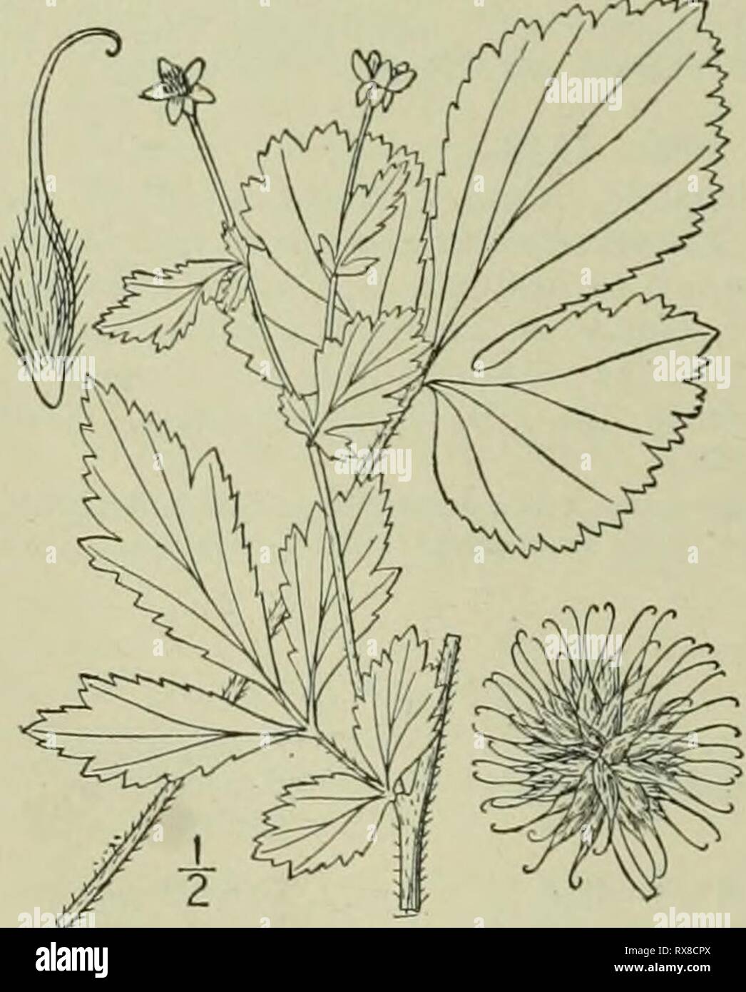 Eine Illustrierte Flora der Eine Illustrierte Flora von der nördlichen USA, Kanada und die britischen Besitzungen: von Neufundland zu den Parallelen der südlichen Grenze von Virginia und vom Atlantik westwärts nach dem 102 Meridian ed2illustratedflo 02 brit Jahr: 1913 ROSACEAE. Vol. II. I. Geum virginianum L. grobe Avens. Ben-net. Kraut - Bennett. Abb. 2275. Geiiin virginianum L. Sp. PI. 500. 1753. Oben, eher Stout, 2 i° hoch oder weniger verzweigt. Stängel und Blattstiele Borstigen - Pubertierende, die Stout kurze Stiel Pubertierenden mit Zurückgebogen Haare; basale und die unteren Blätter odd-Gefiedert, die Termi Stockfoto