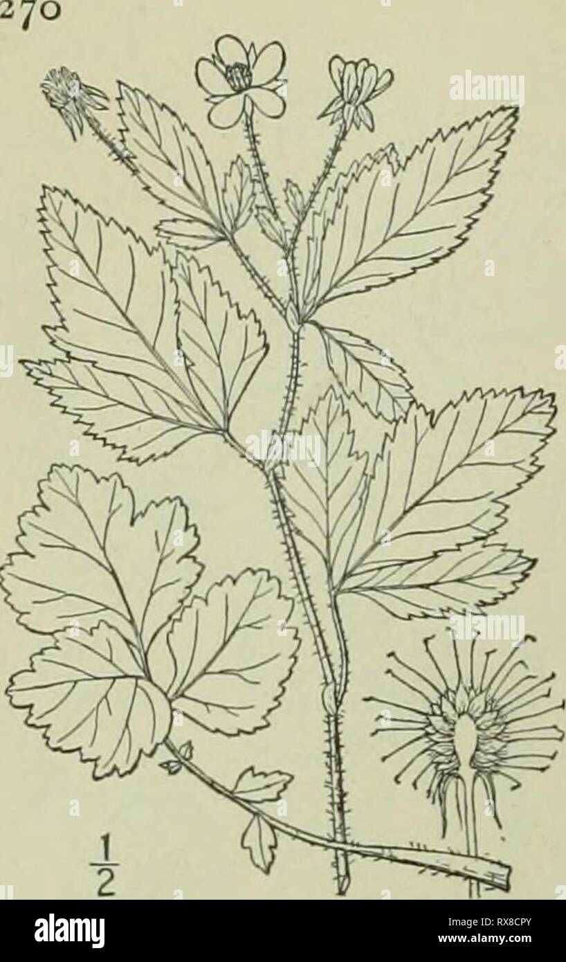 Eine Illustrierte Flora der Eine Illustrierte Flora von der nördlichen USA, Kanada und die britischen Besitzungen: von Neufundland zu den Parallelen der südlichen Grenze von Virginia und vom Atlantik westwärts nach dem 102 Meridian ed2illustratedflo 02 brit Jahr: 1913 ROSACEAE. Vol. II. I. Geum virginianum L. grobe Avens. Ben-net. Kraut - Bennett. Abb. 2275. Geiiin virginianum L. Sp. PI. 500. 1753. Oben, eher Stout, 2 i° hoch oder weniger verzweigt. Stängel und Blattstiele Borstigen - Pubertierende, die Stout kurze Stiel Pubertierenden mit Zurückgebogen Haare; basale und die unteren Blätter odd-Gefiedert, die Termi Stockfoto