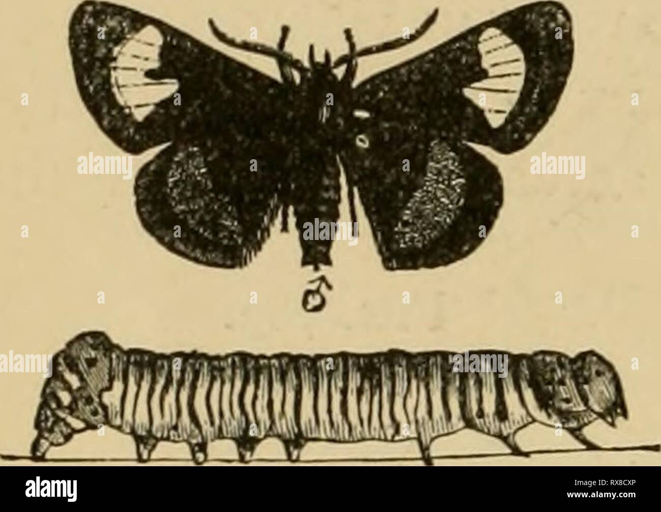 Ökonomische Entomologie für den Landwirt wirtschaftliche Entomologie für den Landwirt und der Obstbauer, und für die Verwendung als Text-Buch in der landwirtschaftlichen Schulen und Hochschulen; economicentomol 00 smit Jahr: 1906 264 eine ökonomische Entomologie. wirksam, vor allem wenn angewendet, während die Raupen noch ziemlich klein sind. In der gleichen Familie angeordnet, Agaristidcc, sind mehrere ähnliche Raupen, die ganz unterschiedlichen Motten, aber offen für die gleichen Methoden der Behandlung. Eine Spezies, die Larve der Psycho-morpha epimenis, faltet die Kanten von ^ die Blätter und lebt in dem kleinen Pocket so gebildet; aber sie sind in der Regel Stockfoto