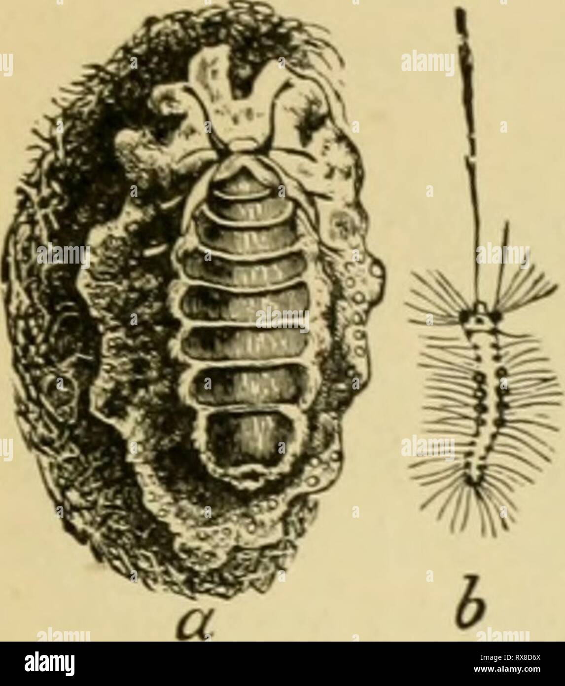 Ökonomische Entomologie für den Landwirt wirtschaftliche Entomologie für den Landwirt und der Obstbauer, und für die Verwendung als Text-Buch in der landwirtschaftlichen Schulen und Hochschulen; economicentomol 00 smit Jahr: 1906 Die IXSECT WELT. 269 Weibchen hat keine Spur von tlieni Was auch immer. Tlie Flügel der Männchen sind staubig in der Farbe Grau, mit relativ deutlichen, schwärzlich Linien gekreuzt, und mit einem kleinen weißen Fleck in der Nähe der äußeren unteren Winkel, in dem das Insekt seinen Namen, Icucostigma. Die Antennen sind Prom-inently gefiederten oder pectinated und die vorderläufe sind lang, sehr hübsch, getuftet und hielt im Ruhezustand in einiger Entfernung projizieren Stockfoto