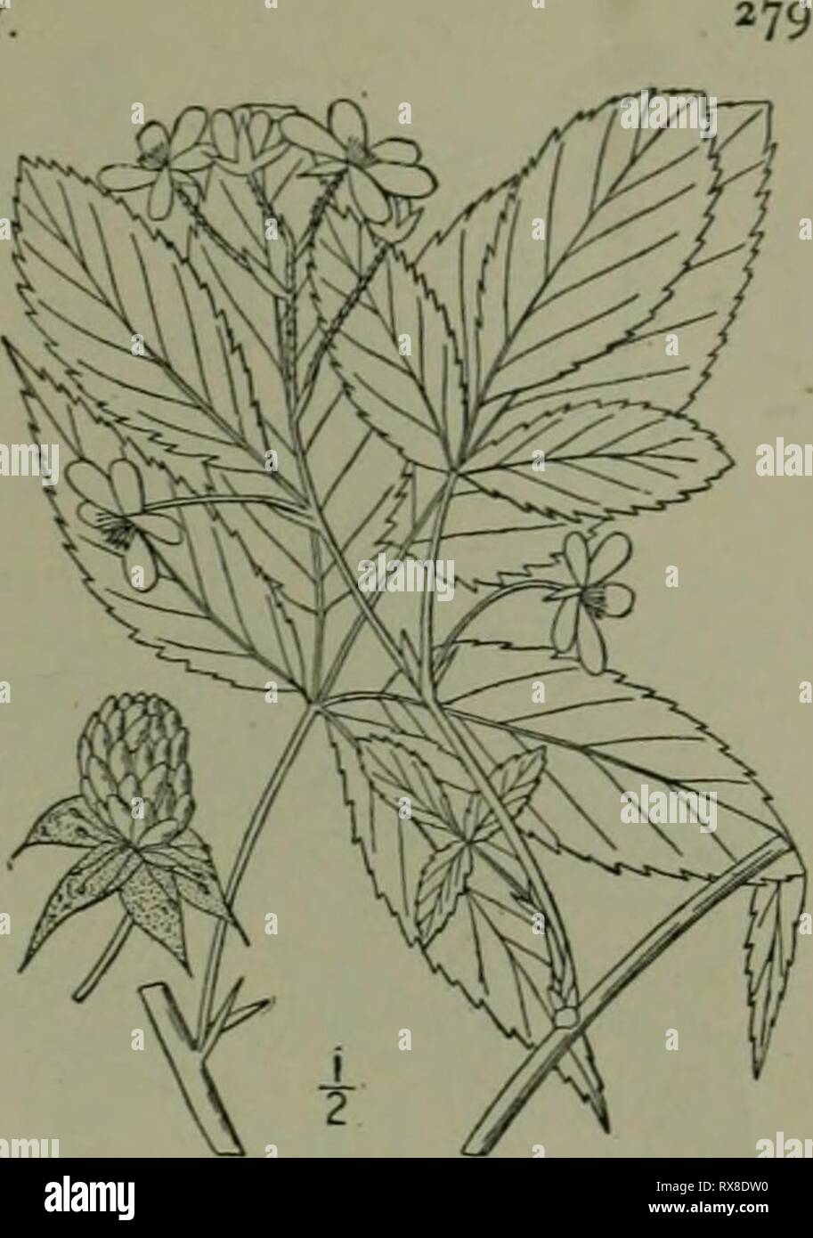 Eine Illustrierte Flora der Eine Illustrierte Flora von der nördlichen USA, Kanada und die britischen Besitzungen: von Neufundland zu den Parallelen der südlichen Grenze von Virginia und vom Atlantik westwärts nach dem 102 Meridian ed2illustratedflo 02 brit Jahr: 1913 ROSE FAMILIE 10. Rubus canadensis L. Millspaugh's Black-Berry. Abb. 2297. Rubus canadensis L. Sp. PI. 494. Rubus MiUspaughii Britton, Bui Torr. Club 18:366. Aufsteigend, Wand - wie, völlig unbewaffnet, oder mit ein paar schwache kribbelt, kahl oder die jüngeren Triebe scurfy - Pubertierende, die Stiele 5°-l 2° lang. Blätter - petiol Stockfoto