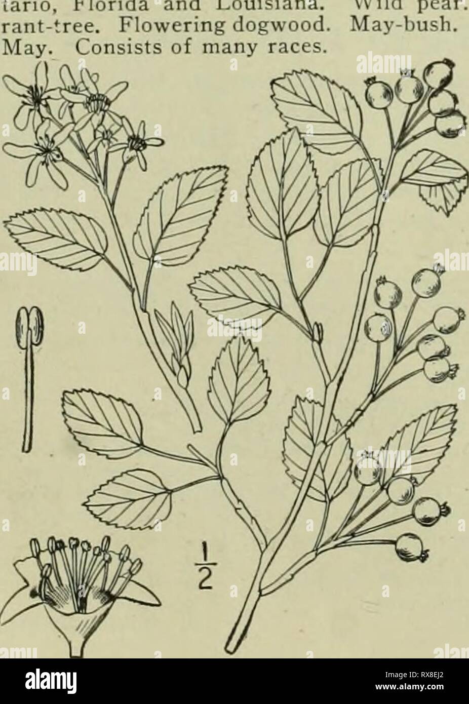 Eine Illustrierte Flora der Eine Illustrierte Flora von der nördlichen USA, Kanada und die britischen Besitzungen: von Neufundland zu den Parallelen der südlichen Grenze von Virginia und vom Atlantik westwärts nach dem 102 Meridian ed2illustratedflo 02 brit Jahr: 1913 Juni - berry. Service - berry. Abb. 2329. Mesfiliis canadensis L. Sp. PI. 478. 1753. Mai - oder tcndincr Norden nach Neufundland, mit 2. Amelanchier intermedia Spach. Shad - Bush. Sumpf Zucker - Birne. Abb. 2330. J. intermedia Spach, Hist. Veg. 2: 85. 1834. Amelanchier canadensis var. oblongifolia T. &; G. Fl. N. A. I: 473 - 18. Stockfoto