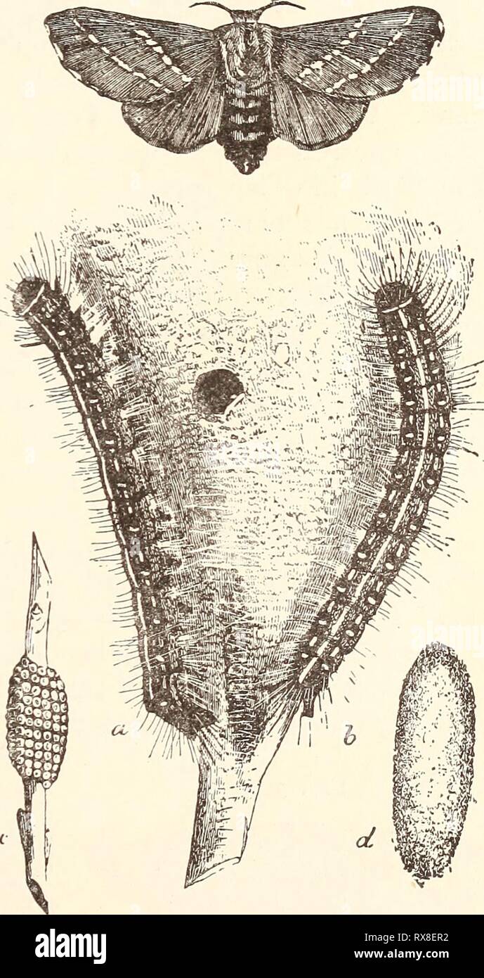 Ökonomische Entomologie für den Landwirt wirtschaftliche Entomologie für den Landwirt.. economicentomolo 00 Smit 0 Jahr: 1896 das Insekt Welt. Obstgärten sehr früh im Frühling. Im Winter finden wir oft auf die kleinen Zweige des Apple einen unvollständigen Gürtel der ein sehr dunkles Braun, Wachs - wie Material. Wenn wir 314 - diese sorgfältig prüfen wir finden es eine sehr große Anzahl von Eiern zusammen gelötet, die Raupen schlüpfen, manchmal vor den Blättern begonnen haben, die auf einmal ein wenig Web oder Zelt in die nächste Gabel Spin zu bestehen. Hier leben Sie in Gesellschaft, von Zeit zu Zeit bewegen, für die ein Feed Stockfoto