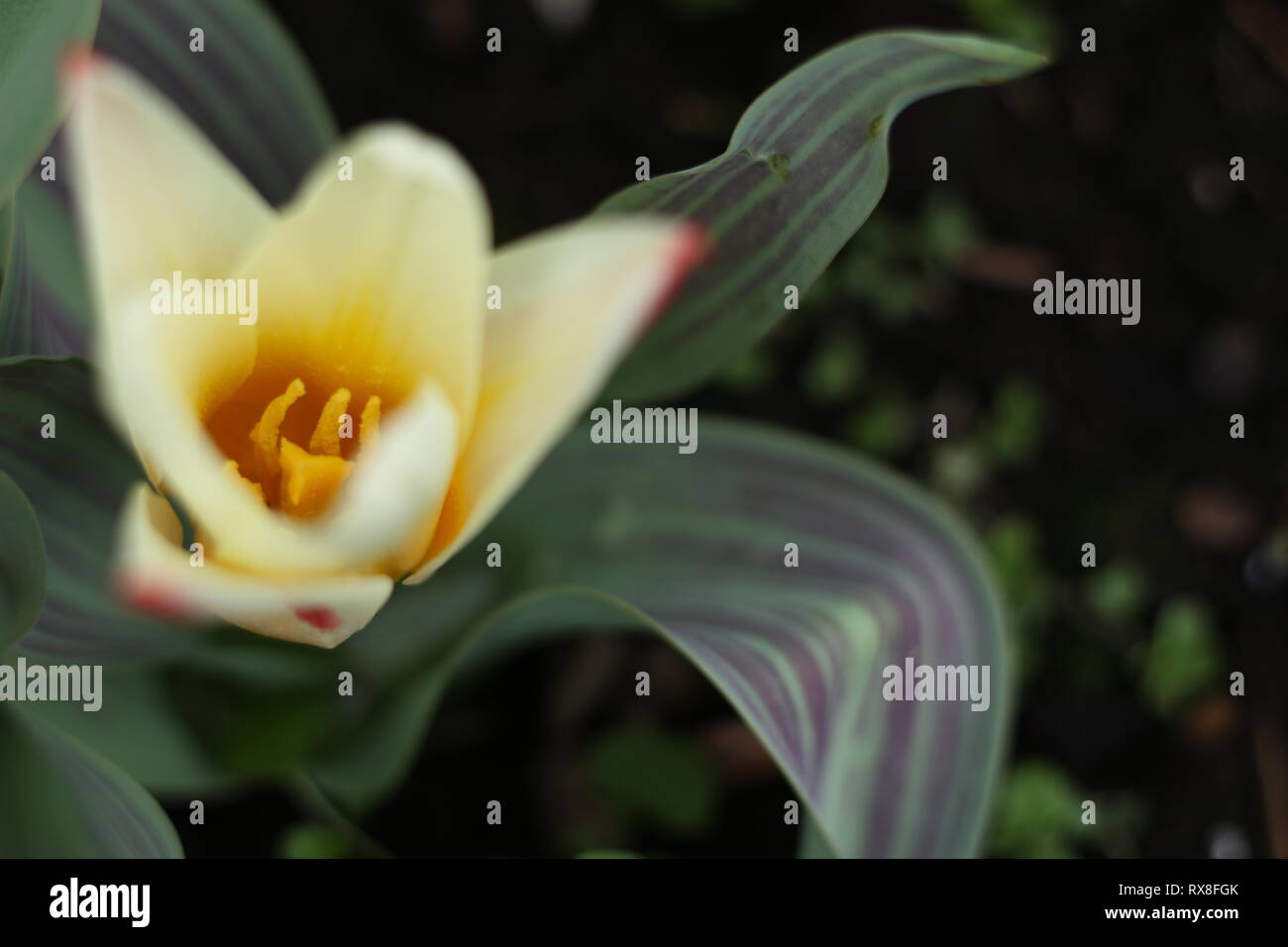 Anfang Frühling Tulpe die erste Stockfoto