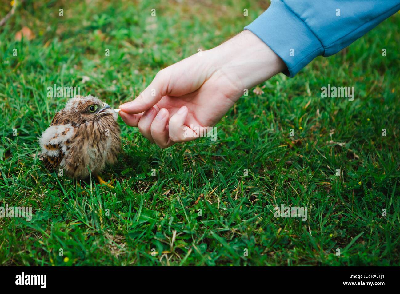 Fütterung eine Verschachtelung in echten Natur. Aus dem Nest gefallen. Kraft der Verbindung zwischen Mensch und Tier. Stockfoto