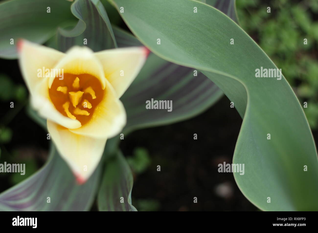 Anfang Frühling Tulpe die erste Stockfoto