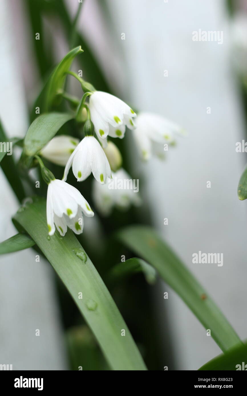 Leucojum vernum in Blume Stockfoto