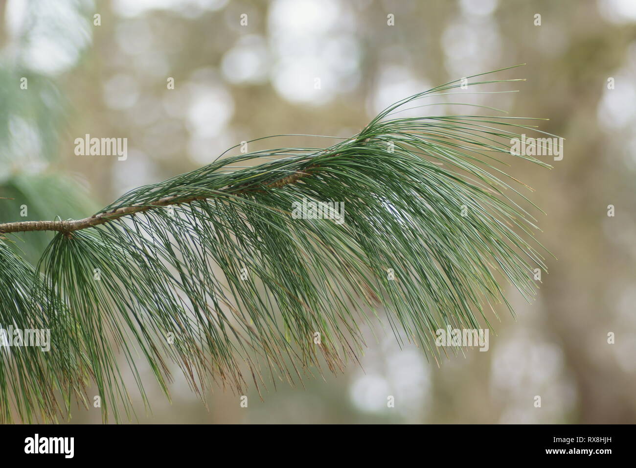 Pinus wallichiana an Clyne Gärten, Swansea, Wales, UK. Stockfoto