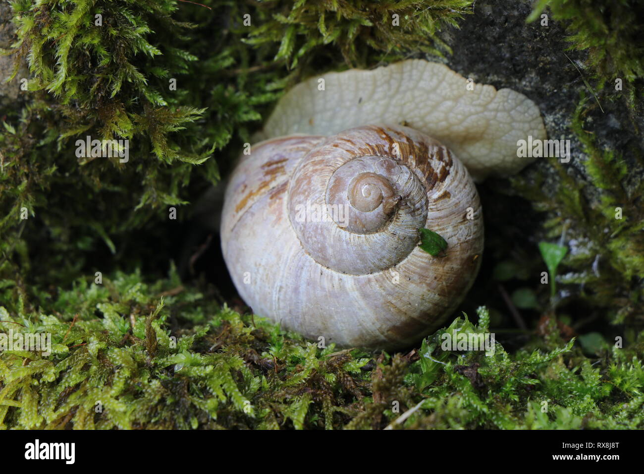 Die Weinbergschnecke, Helix pomatia, anders als die römische Schnecke bekannt, Weinbergschnecken, oder Escargot. Stockfoto