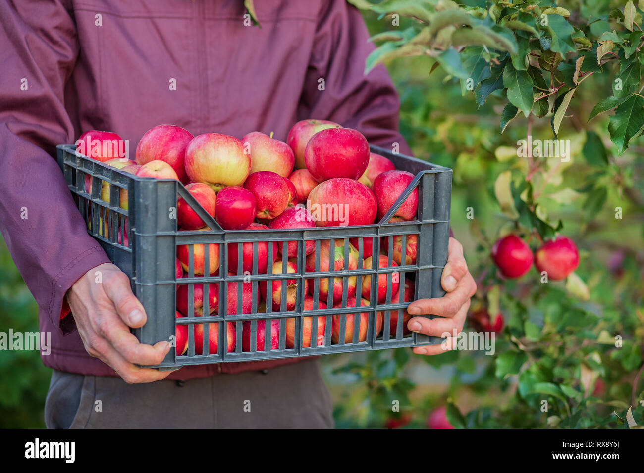Ernte Bio rote Äpfel, eine Kiste äpfel. Die Verpackung der Äpfel im Garten. Stockfoto
